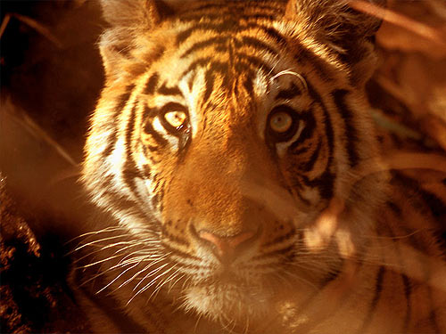 © WWF-Canon / R.Isotti-A.Cambone <br> Save the tiger, and save so much more!